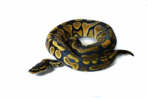 Python regius, orange dream yellow belly